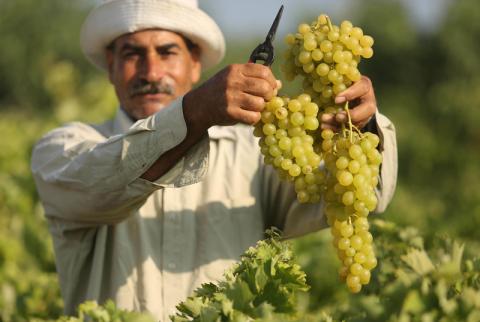 توقعات بإنتاج خمسة آلاف طن من العنب البذري في غزة