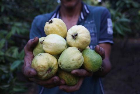 تراجع كبير في إنتاج الجوافة بغزة مع بدء موسم جنيها