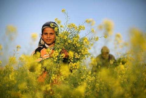 فصل الربيع.. مصدر رزق في غزة لجمع النباتات الطبية